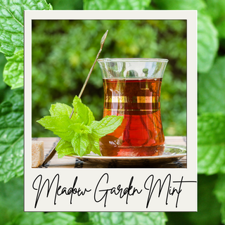 Meadow Garden Mint